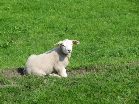 草地上的小绵羊