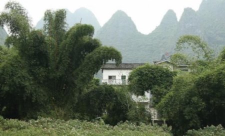 桂林风景凤尾竹图片