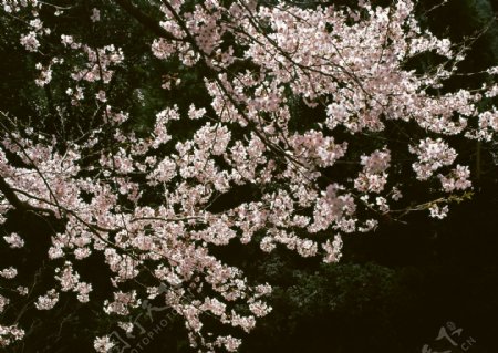 春天花朵花朵图片桃花李花杏花春暖花朵桃花林