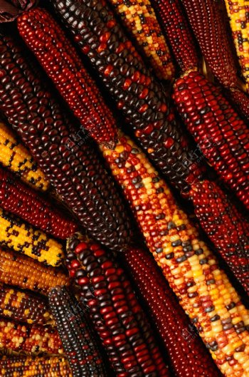 玉米收获季节季节背景