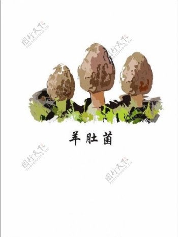 蘑菇矢量图羊肚菌图片