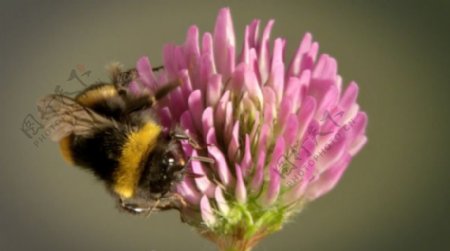 蜜蜂采粉色花粉