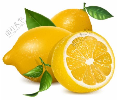 新鲜黄色柠檬矢量素材