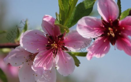 位图植物花朵写实花卉小桃花免费素材