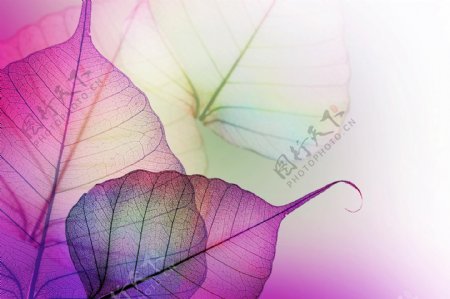 唯美紫色植物透明叶子脉络