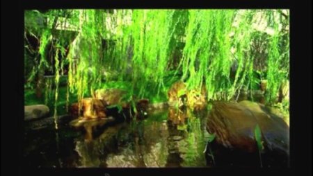 绿树池水视频素材素材下载