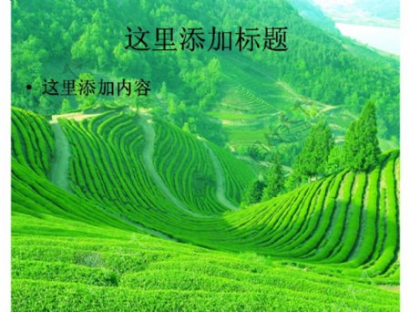 绿色茶山梯田