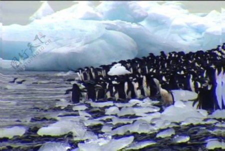 南极企鹅素材下载