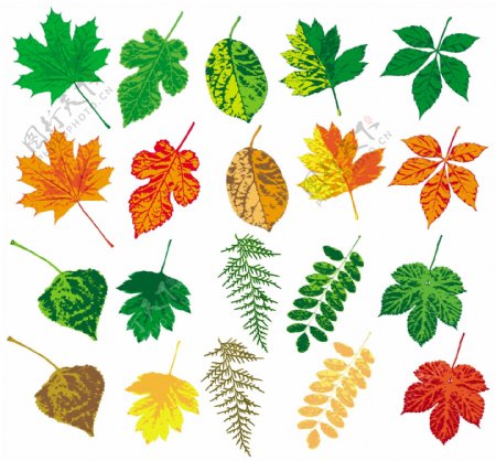 各种丰富多彩的树叶矢量素材
