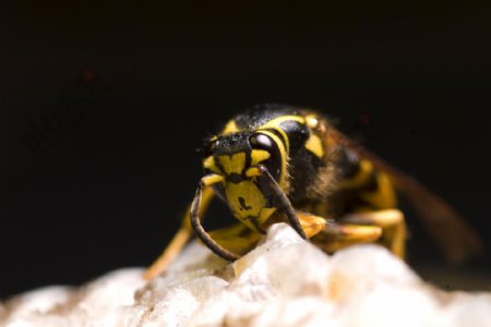 蜜蜂头部特写图片