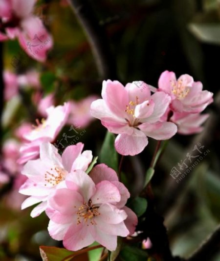 海棠花花朵花树图片