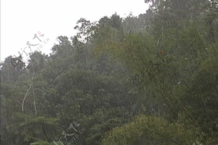 在亚马逊雨林的股票视频雨视频免费下载