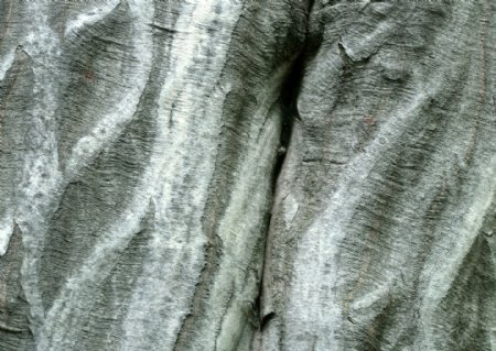 灰色条纹树皮