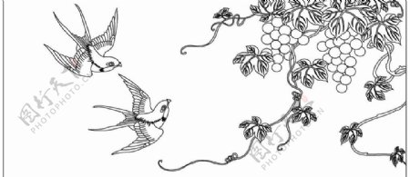 燕子葡萄线描图图片