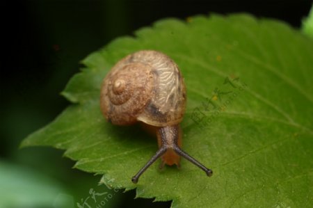 高清昆虫蜗牛大图图片