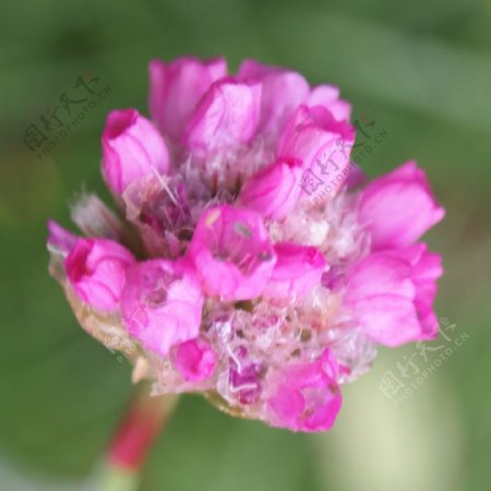 位图植物摄影写实花卉花朵数码照片免费素材