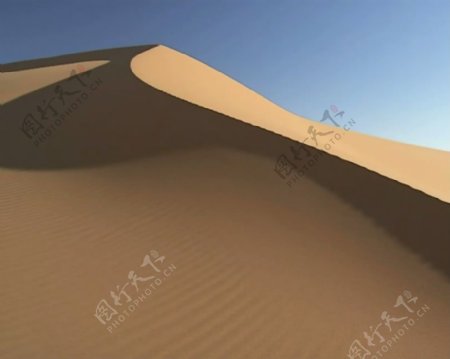 骆驼沙漠视频素材