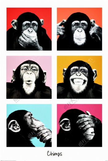 猩猩高清海报