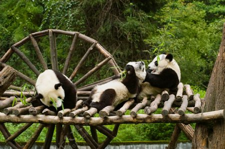 三只大熊猫