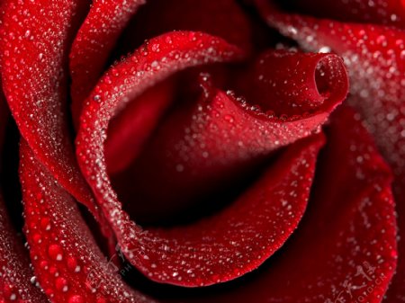 红玫瑰水珠深暗艳丽