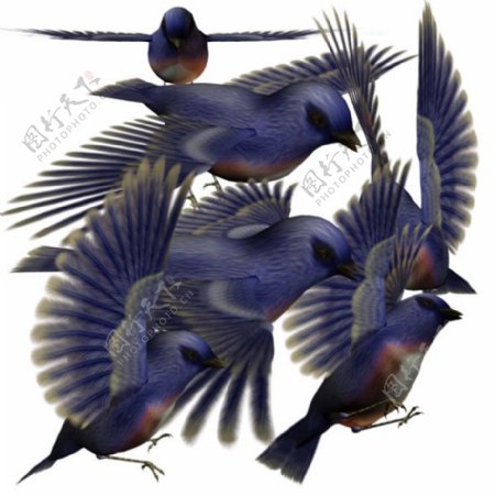 3D鸟类PSD分层