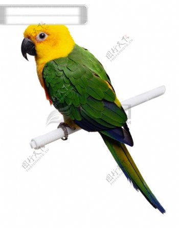 大自然鸟种类品种飞行动物候鸟广告素材大辞典