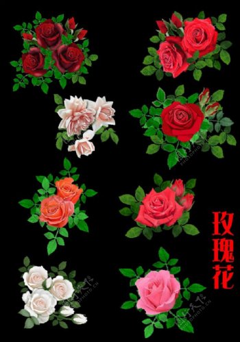 情人节玫瑰花图片PSD分层素材