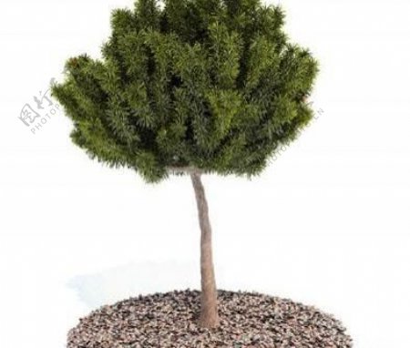国外精品植物树木灌木3D模型85套5