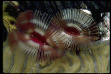 海底大海深海碧海海水礁石珊瑚海藻鱼群生物神秘广告素材大辞典