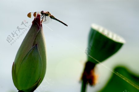 荷花花苞蜻蜓图片