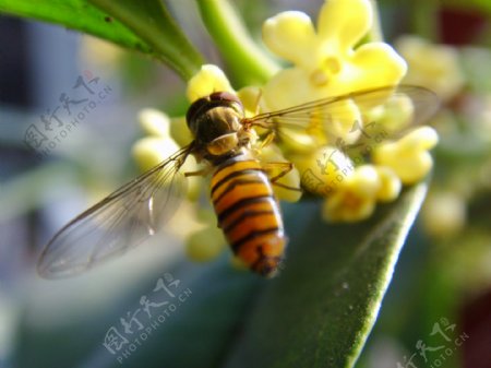 蜜蜂桂花图片
