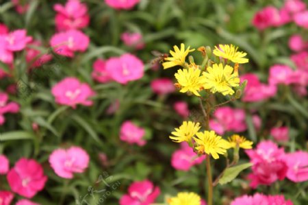 蜜蜂翠菊图片