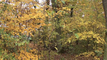 秋天的林木存量的录像视频免费下载