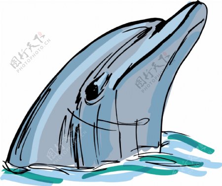 海豚的脸矢量插画草图