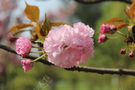樱花春天图片