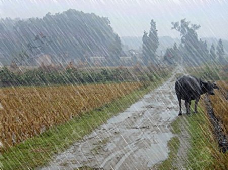 雨中老牛图片