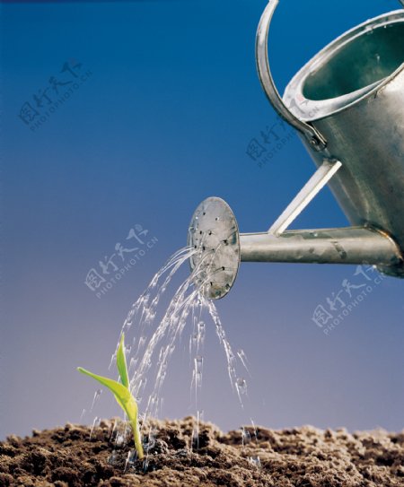 植物生命浇水植物的力量生命力
