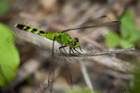 绿蜻蜓图片
