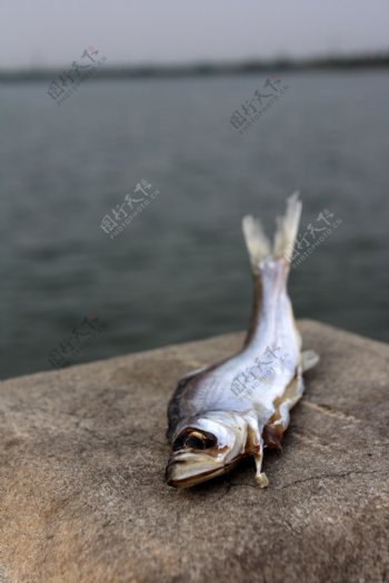 城市死鱼中的元素湖城市死鱼环保环境问题水泥图片