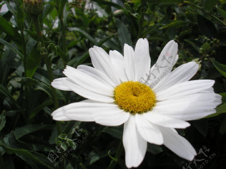 白色小菊花