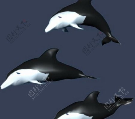 max3d模型动物海豚图片