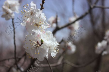 春天的桃花图片