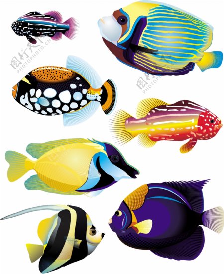 几款色彩艳丽的海洋鱼类矢量素材