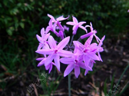 紫色花小朵