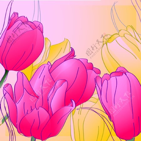 郁金香线条花朵
