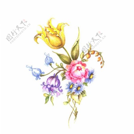 位图植物写意花卉花朵郁金香免费素材