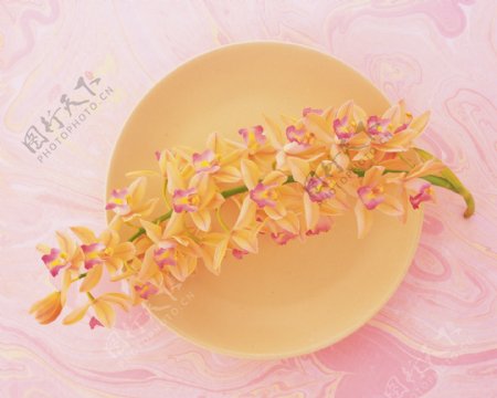 花艺大餐盘子花朵花饰郁金香紫罗兰稚菊