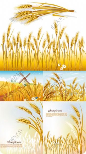 金黄色小麦麦穗矢量素材