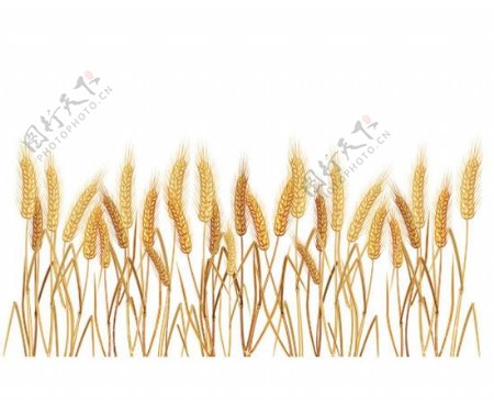 麦穗素材矢量图