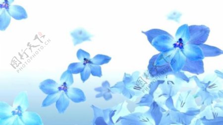 蓝色开放的花朵